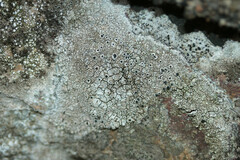 Lecanora gangaleoides