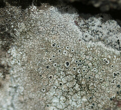 Lecanora gangaleoides