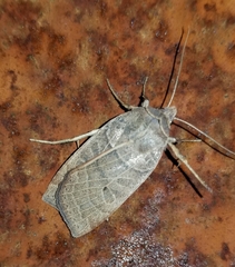 Orthodes majuscula