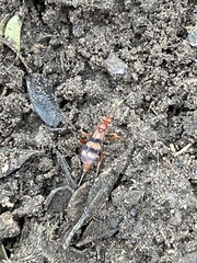 Compsocryptus texensis