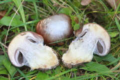 Glaucopodes