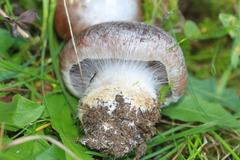 Glaucopodes