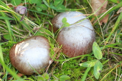 Glaucopodes