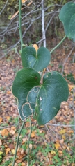 Smilax rotundifolia