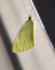 Pieris mannii