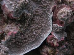 Porites rus