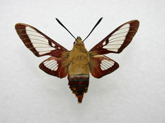 Hemaris gracilis