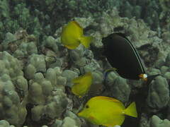 Labroides phthirophagus