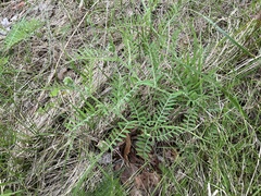 Vicia villosa villosa