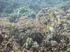 Mulloidichthys vanicolensis