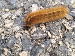 Phragmatobia