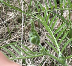 Vicia villosa villosa