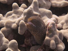 Gymnothorax meleagris