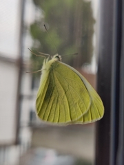 Pieris mannii