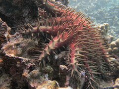 Acanthaster planci