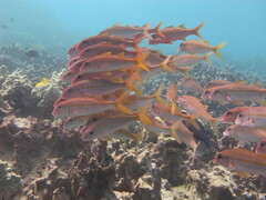 Mulloidichthys vanicolensis