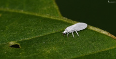 Coniopteryginae