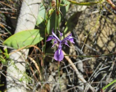 Moraea petricola