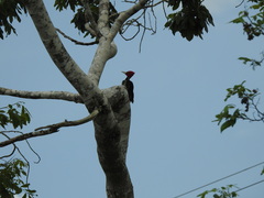 Campephilus guatemalensis