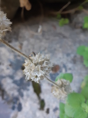 Pseudodictamnus hirsutus