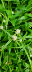 Cyperus mindorensis