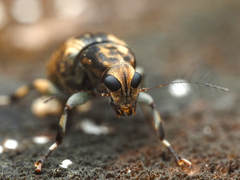 Habrissus omadioides