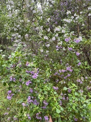 Prostanthera rotundifolia