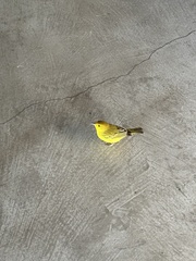 Setophaga petechia aureola