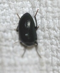 Amarygmus