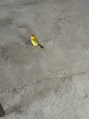 Setophaga petechia aureola