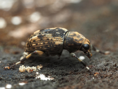 Habrissus omadioides