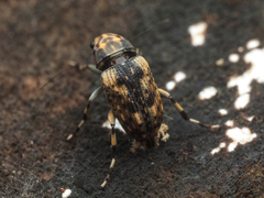 Habrissus omadioides
