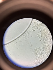 Ramaria conjunctipes