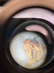 Ramaria conjunctipes