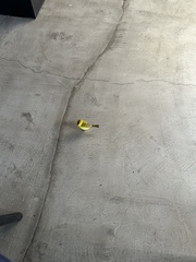 Setophaga petechia aureola