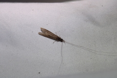 Triplectidinae