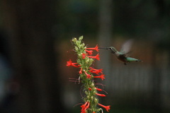 Selasphorus platycercus