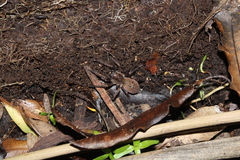 Uliodon
