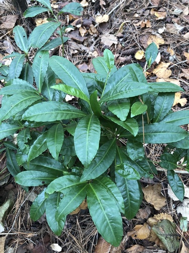 Ardisia crenata