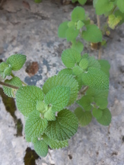 Pseudodictamnus hirsutus