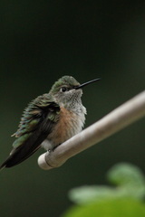 Selasphorus platycercus