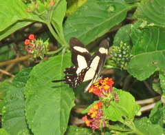 Heraclides torquatus