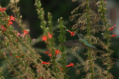 Selasphorus platycercus