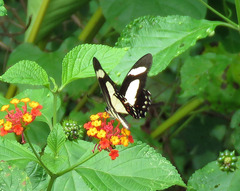 Heraclides torquatus