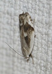 Plectophila discalis