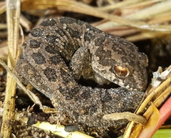 Pachydactylus maculatus