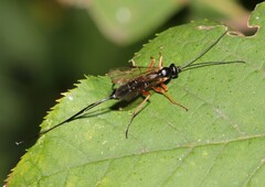 Pimplinae