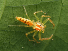 Viciria pavesii