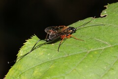 Pimplinae