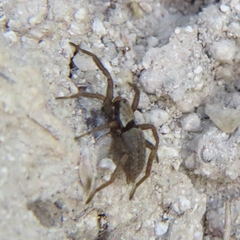 Gnaphosinae